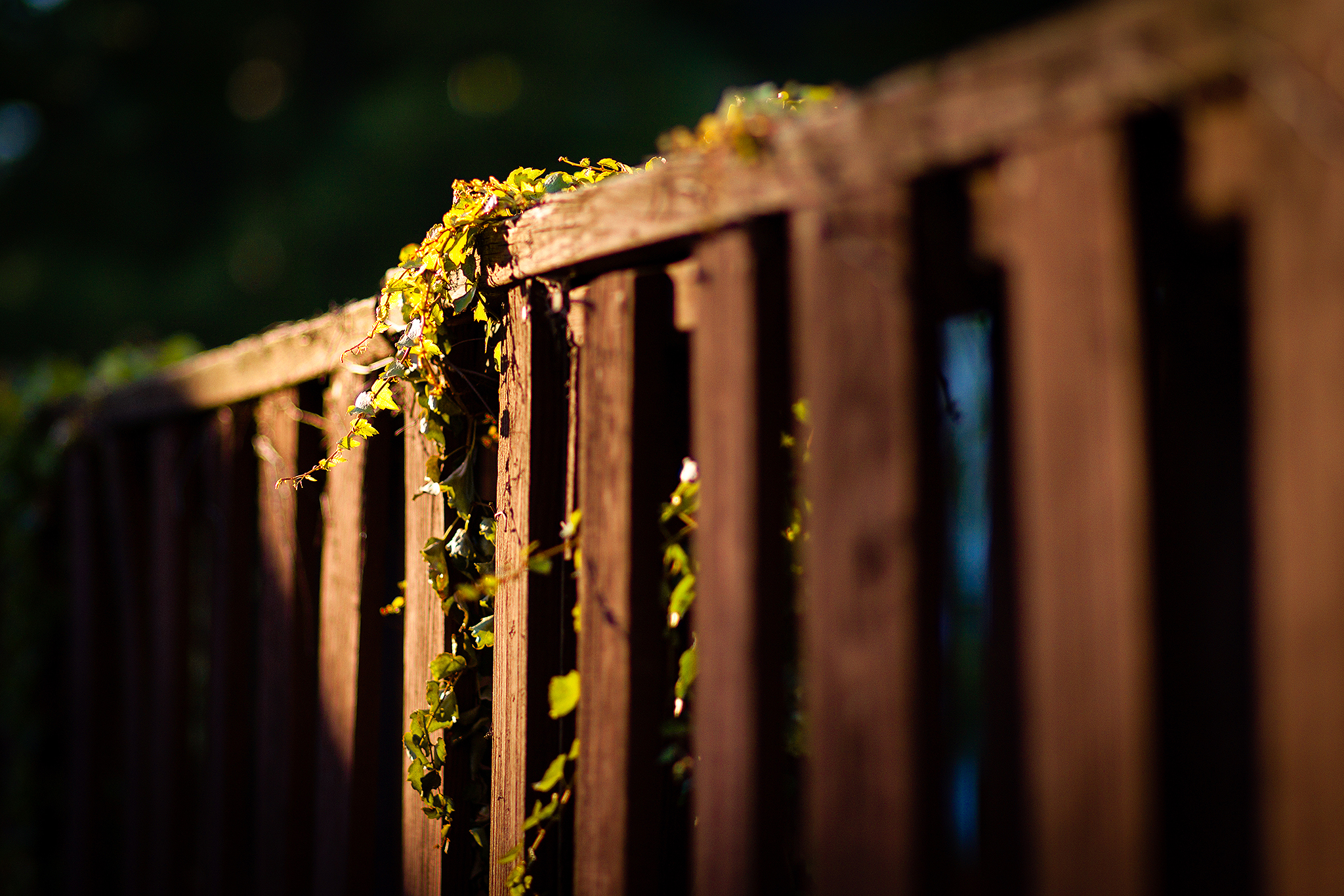 Fence Wallpaper