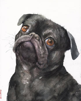 Black Pug