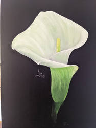 Calla lily