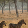 Zebra in the Grass