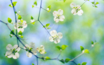 White Dogwood Blossoms-wide