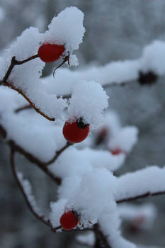 Snowy hawthorn