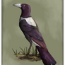 Life of the Sylvans: Violet Magpie
