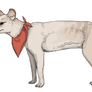 The Domesticated Thylacine