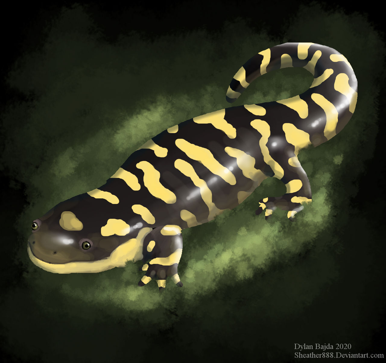 Barred Tiger Salamander by Sheather888 on DeviantArt