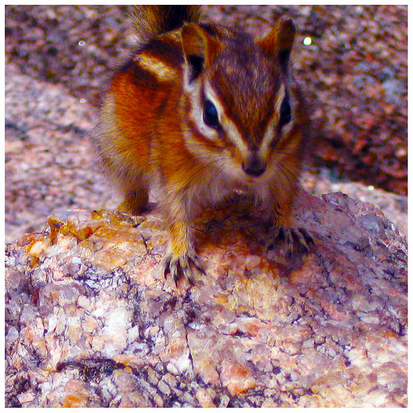 Chipmunk