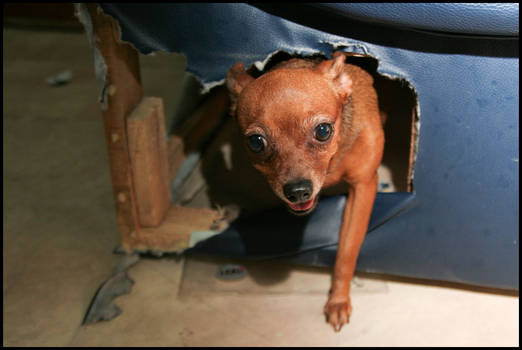 Pokky and her basement