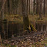 Forest swamp