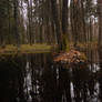 Forest swamp 2