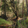 Forest swamp 5
