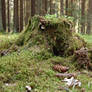 Stump in forest