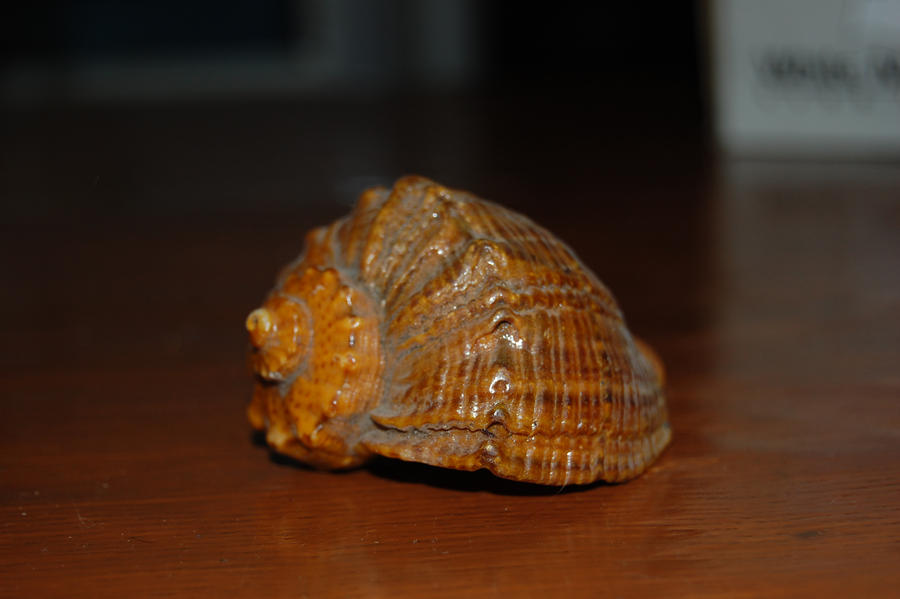 Shell 1