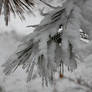 Snow on fir branch