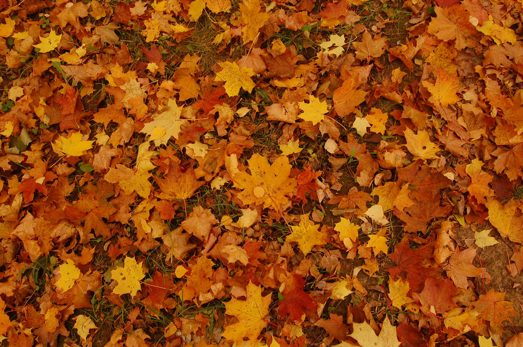 Fall Tecture Texture autumn leaves by OOOri on DeviantArt