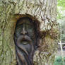 THE GREENMAN WOOD CARVING IN AN ACTUAL TREE