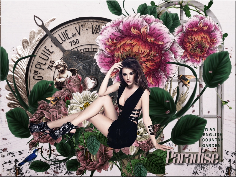 Paradise Blend