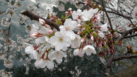 Sakura Season in Tokyo