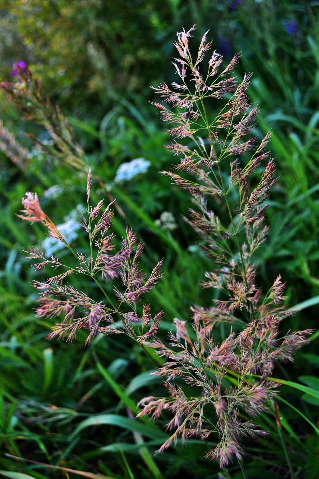 Rough small-reed