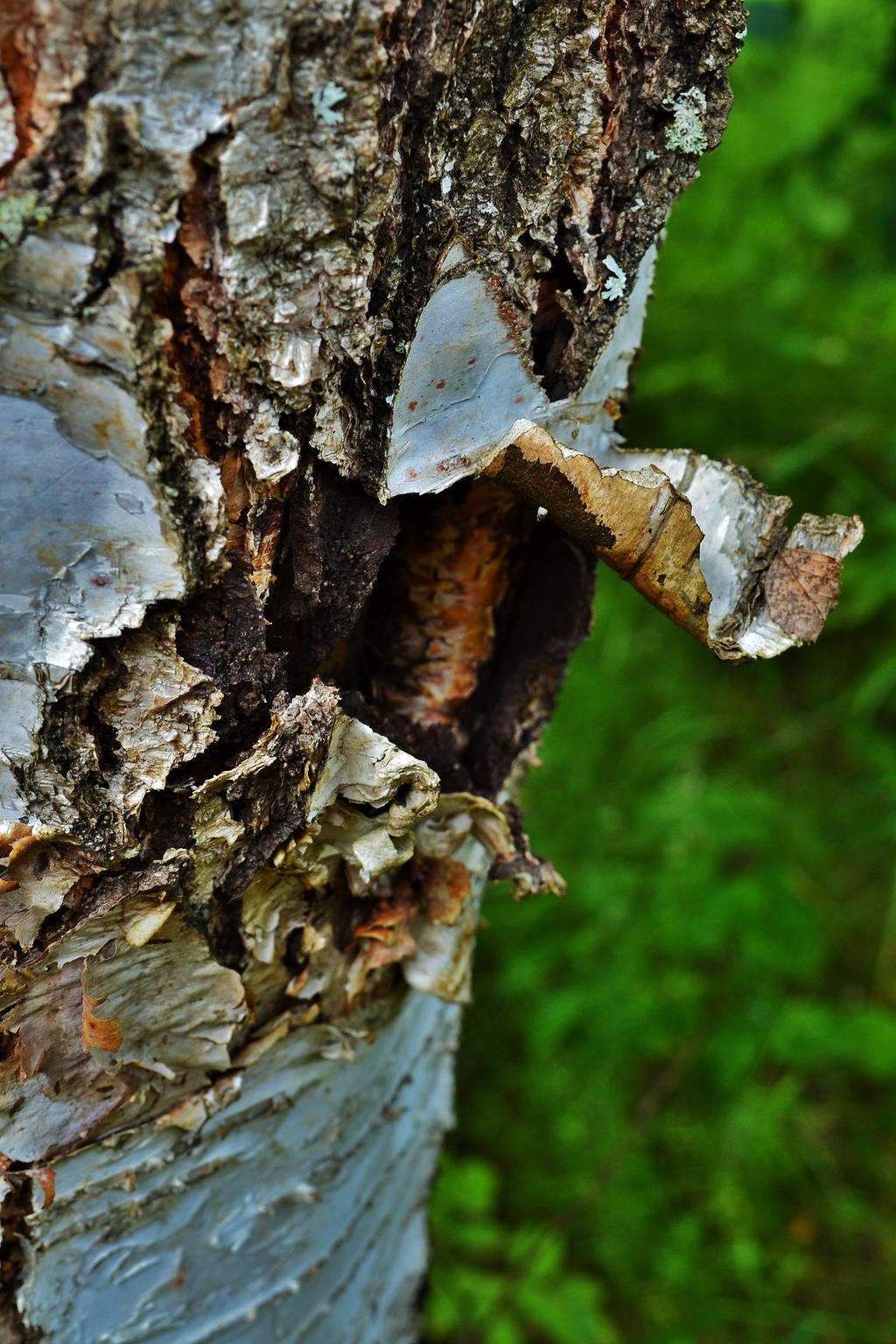 Hole in a birch