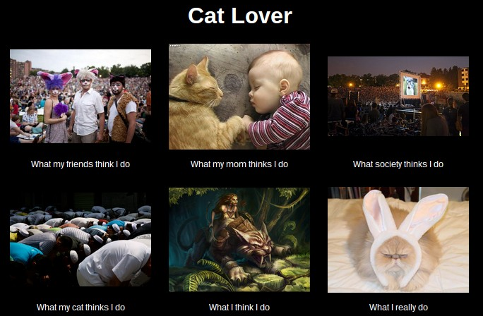 Cat Lover Meme What I Really Do By Leftysmudgez On Deviantart Cat Lover Meme What I Really Do By Leftysmudgez On Deviantart