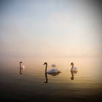 Swan 2 by darthenjoy
