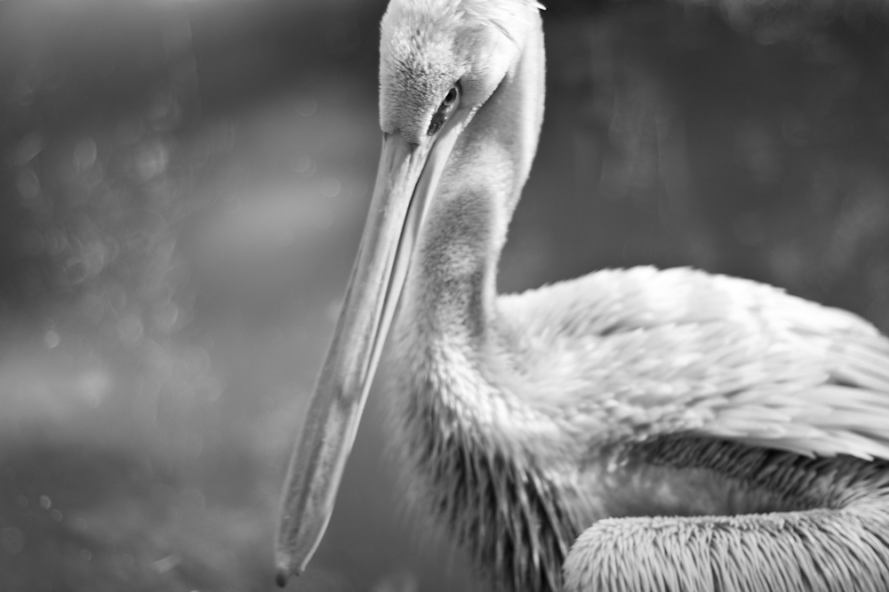 Pelican I