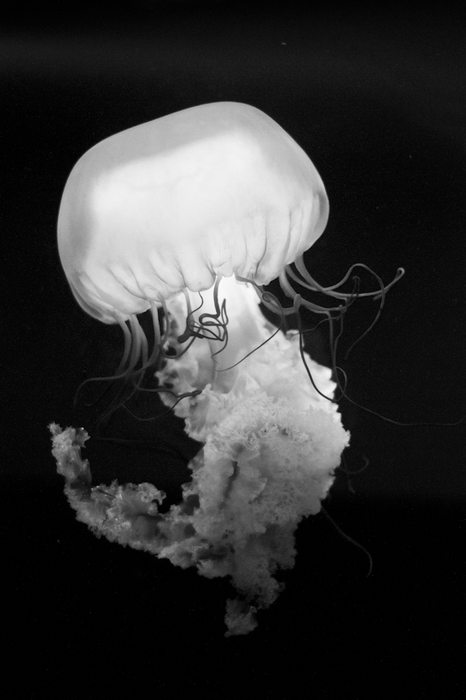 Jellyfish