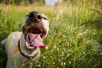 Happy whippet definition