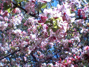 Pink Flowers