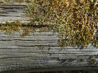 Moss Log texture