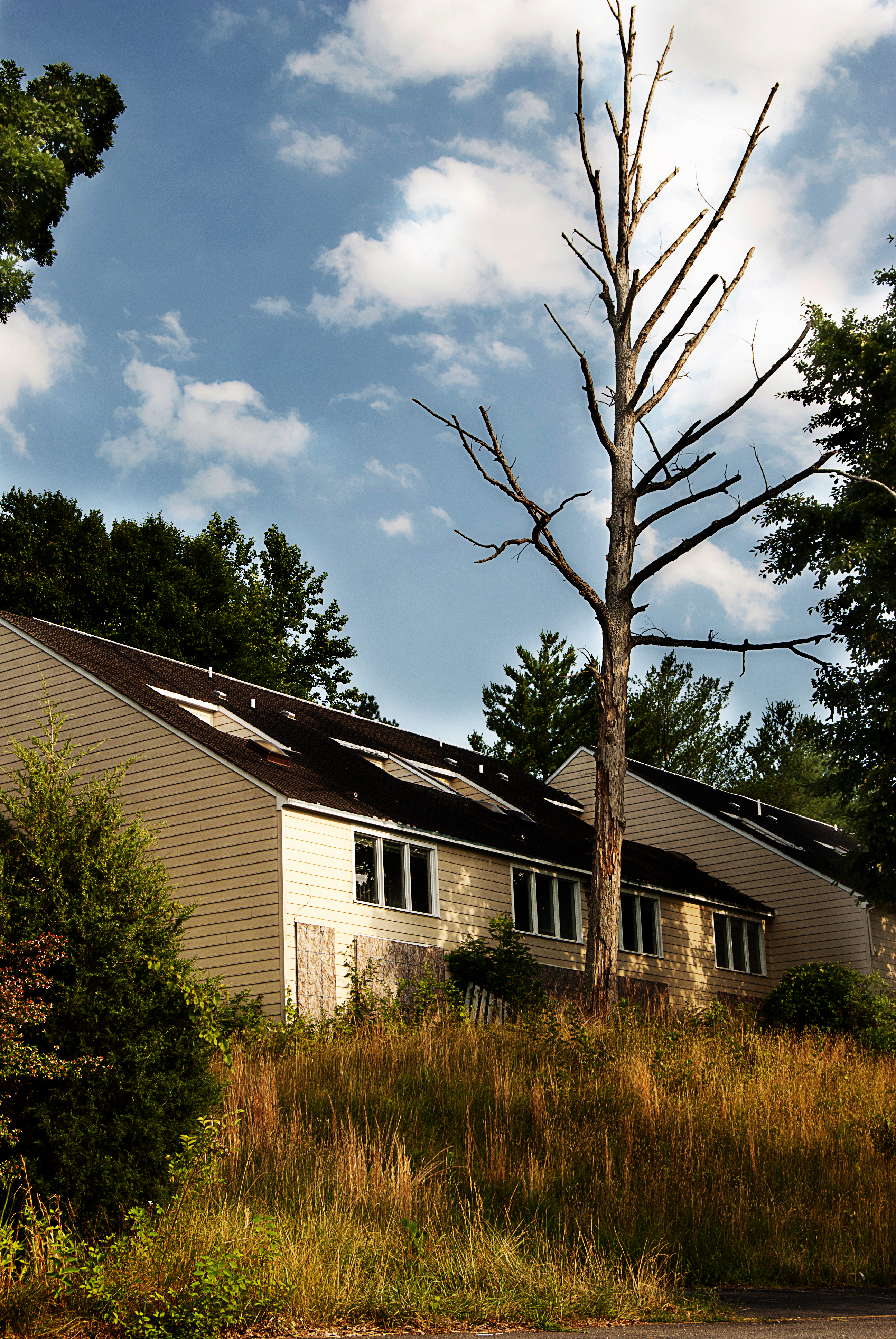 Dead Tree, Dead Building