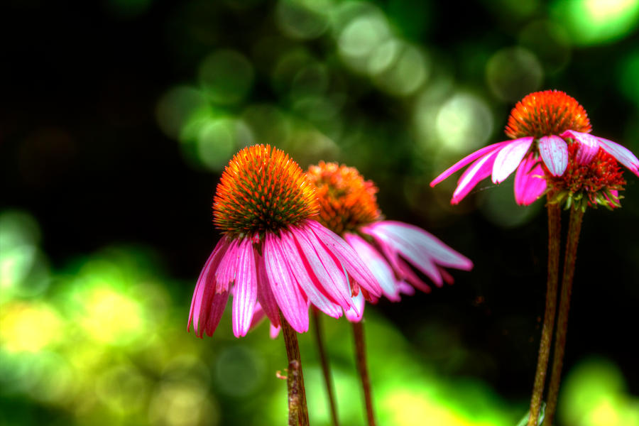 Cone Flower