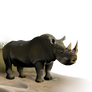 rhinoceros