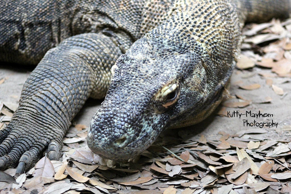 Komodo Dragon