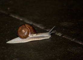 Snail