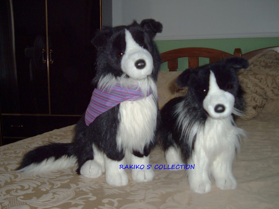 Douglas cuddle border collies