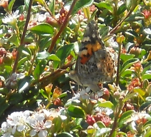 Hedge Butterflies 2
