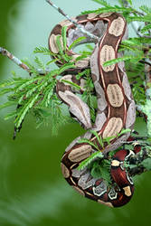 guyana red tail boa