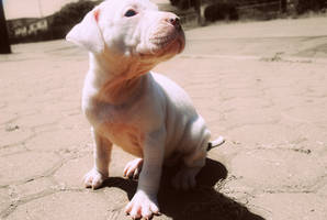 American Blue Nose Pitbull By TheNekohimeChan On DeviantArt american-blue-nose-pitbull-by-thenekohimechan-on-deviantart