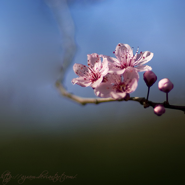 Colors of spring.