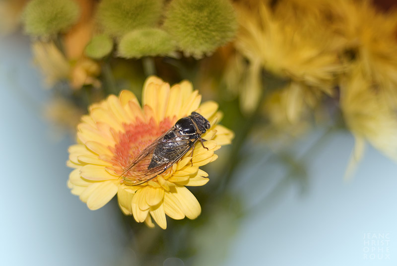 Cicada.