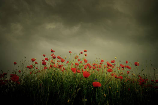 poppy field