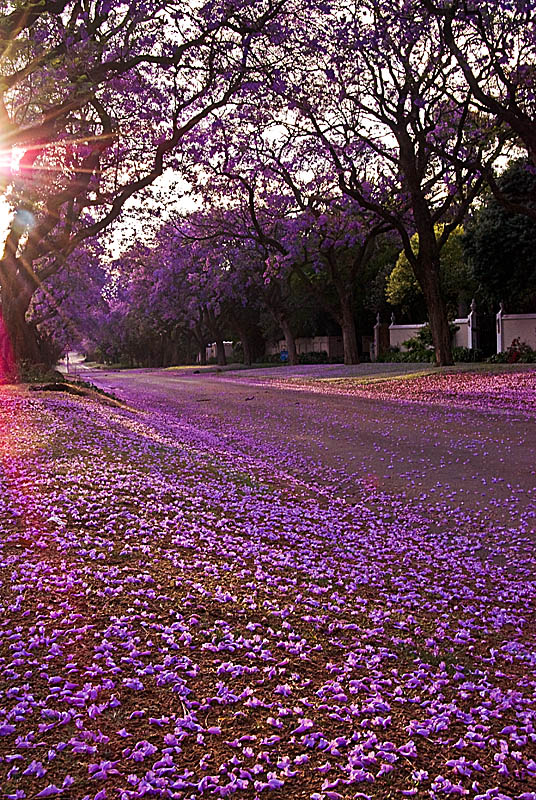 Jacarada Street