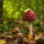 Amanita