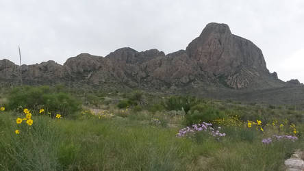 Wildflowers