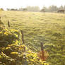 Cows -2-