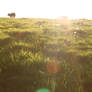 Cows -3-