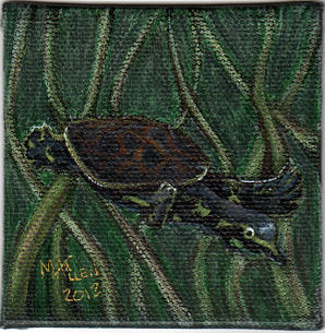 Deviantart Softshell Turtle Florida Softshell Turtle by gharial42 on DeviantArt
