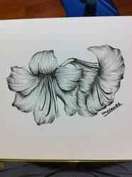 Hibiscus Flower