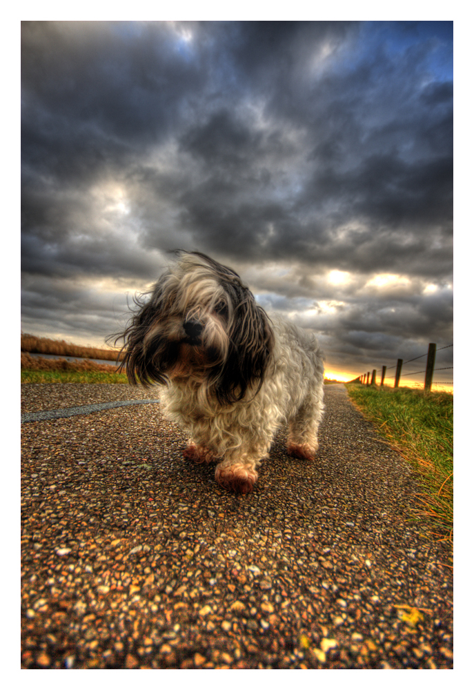 HDR Dog